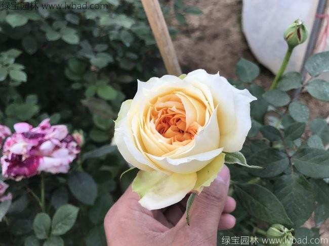 <a href='http:///tengbenpanyuanzhiwu/3570.html' target='_blank'>月季</a>花