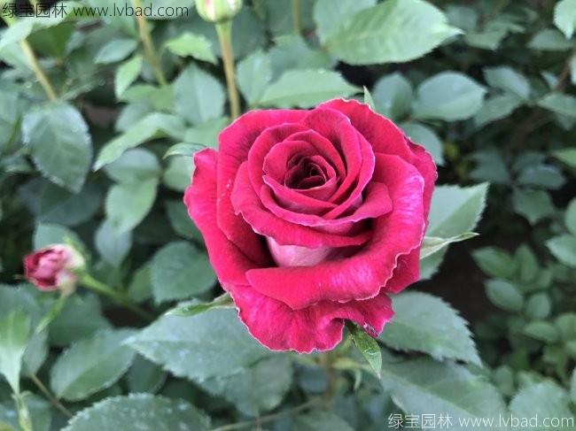 <a href='http:///tengbenpanyuanzhiwu/3570.html' target='_blank'>月季</a>花