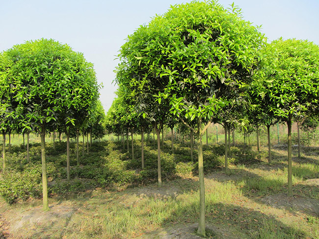 <a href='http:///linmuzhongzi/1768.html' target='_blank'>桂花</a>樹