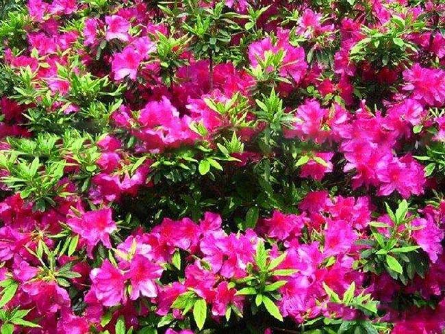 <a href='http:///dibeiguanmu/3572.html' target='_blank'>杜鵑花</a>苗