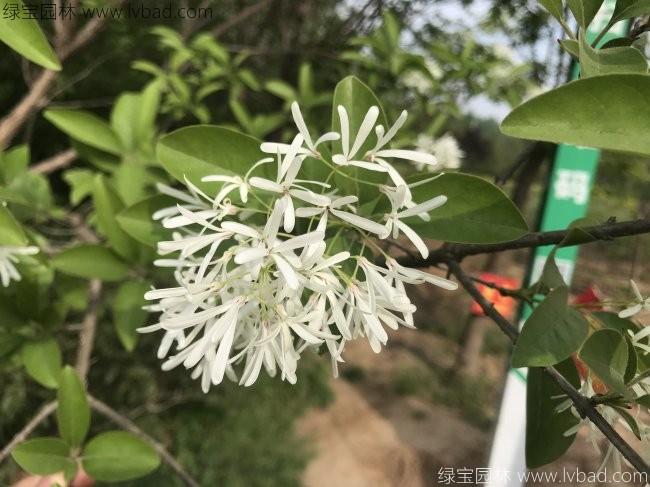 <a href='http:///linmuzhongzi/1846.html' target='_blank'>流蘇</a>樹(shù)