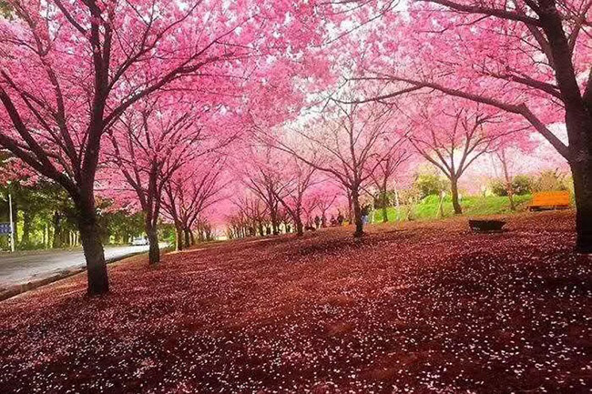 日本<a href='http:///linmuzhongzi/1777.html' target='_blank'>櫻花</a>