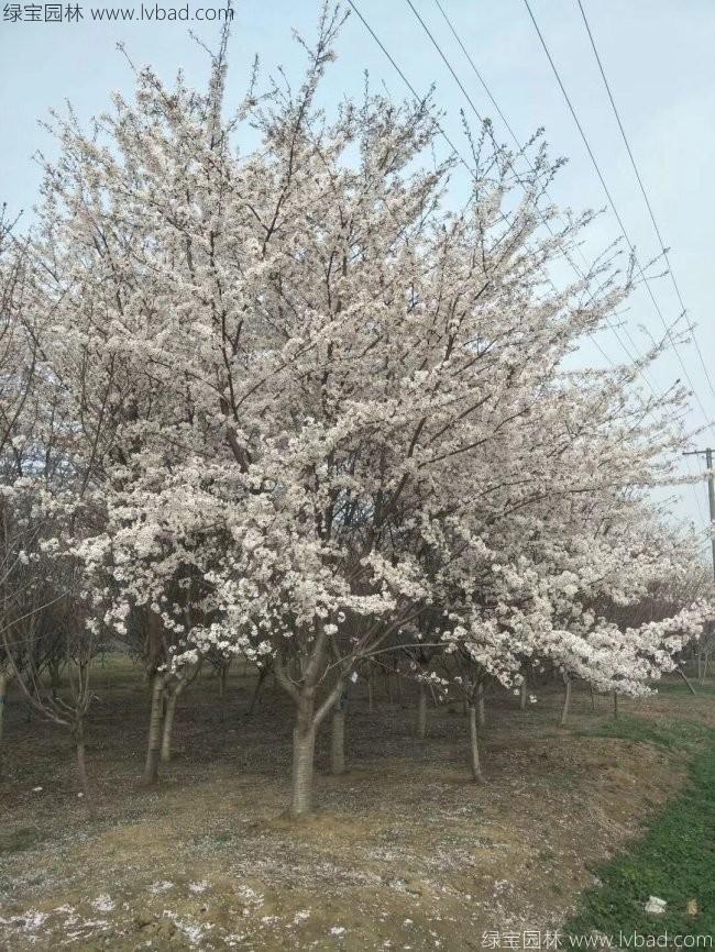 日本<a href='http:///linmuzhongzi/1777.html' target='_blank'>櫻花</a>