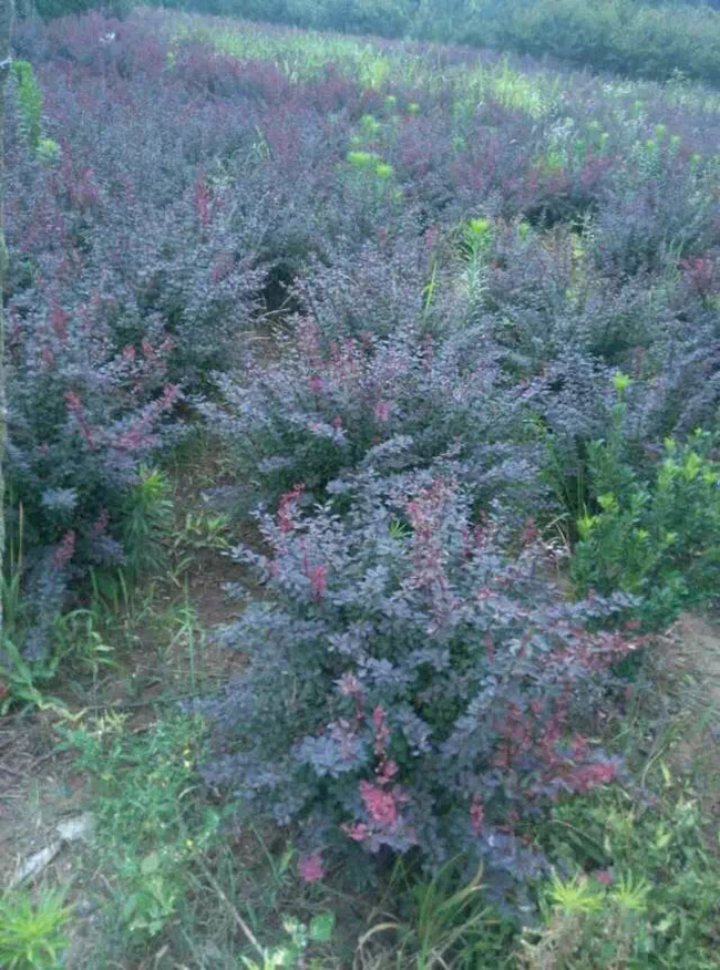 <a href='http:///linmuzhongzi/1753.html' target='_blank'>紅葉小檗</a>球