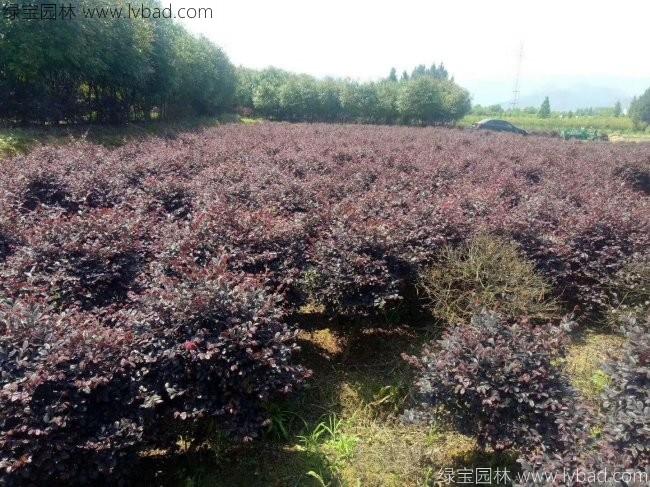 <a href='http:///qiuleizhiwu/3507.html' target='_blank'>紅花繼木球</a>