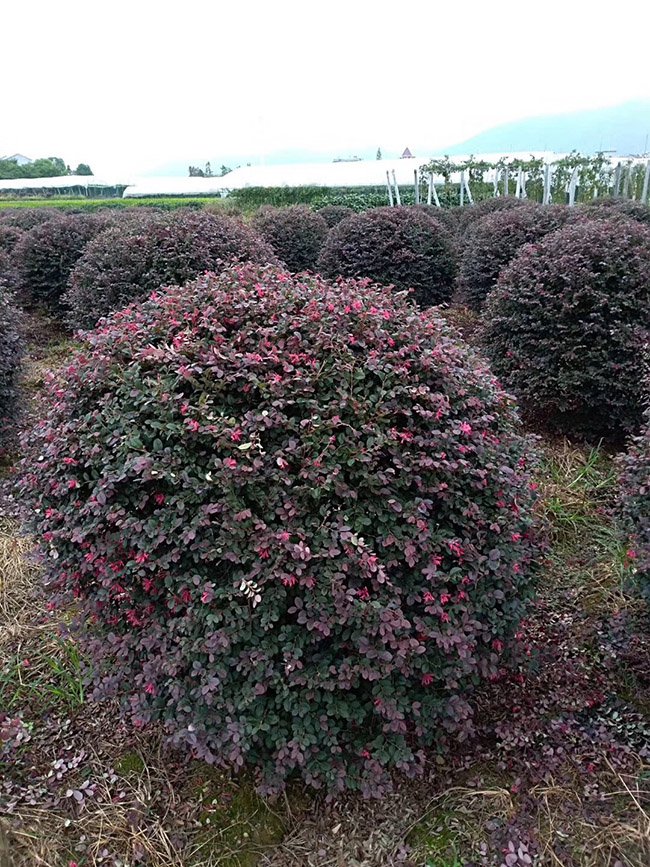 <a href='http:///dibeiguanmu/9770.html' target='_blank'>紅花繼木</a>球