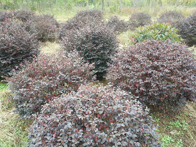 <a href='http:///yaocaizhongzi/2335.html' target='_blank'>紅花</a>繼木球