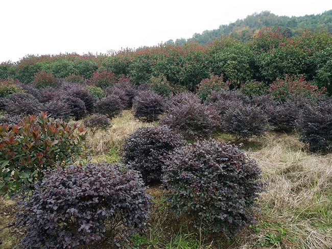 <a href='http:///dibeiguanmu/9770.html' target='_blank'>紅花繼木</a>球