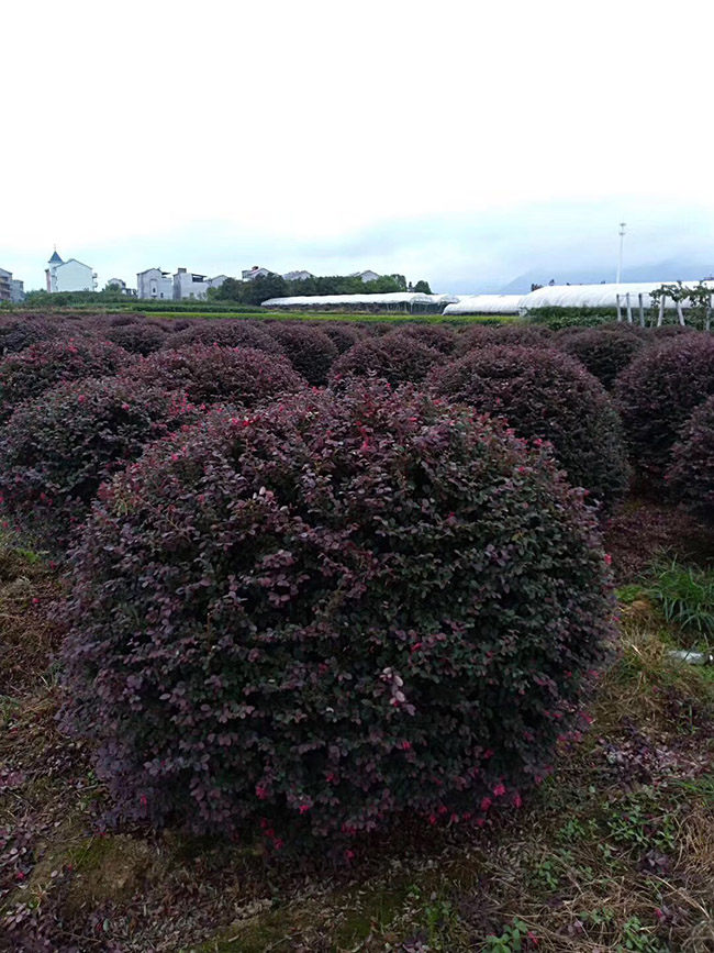 <a href='http:///yaocaizhongzi/2335.html' target='_blank'>紅花</a>繼木球