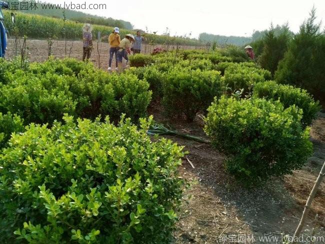 <a href='http:///qiuleizhiwu/3501.html' target='_blank'>瓜子黃楊球</a>