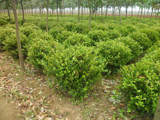 <a href='http:///linmuzhongzi/1764.html' target='_blank'>小葉黃楊</a>球