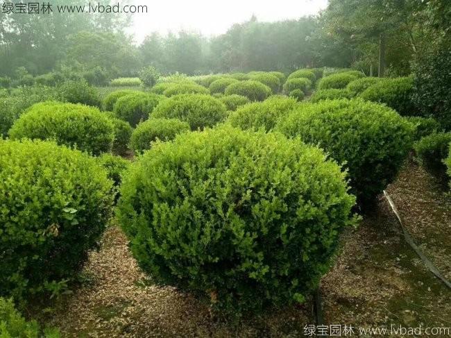 <a href='http:///qiuleizhiwu/3499.html' target='_blank'>小葉黃楊球</a>