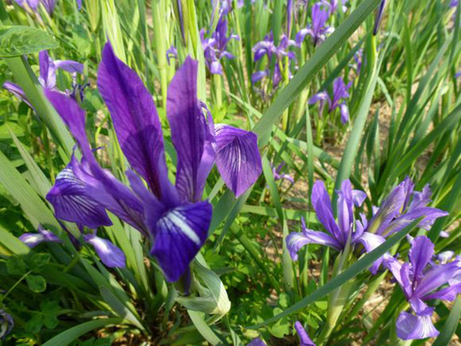 <a href='http:///caobenzhiwu/3383.html' target='_blank'>馬蘭花</a>