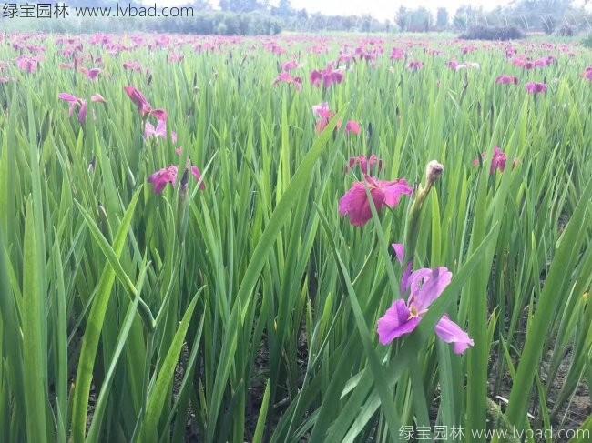 德國(guó)<a href='http:///caohuazhongzi/1578.html' target='_blank'>鳶尾</a>