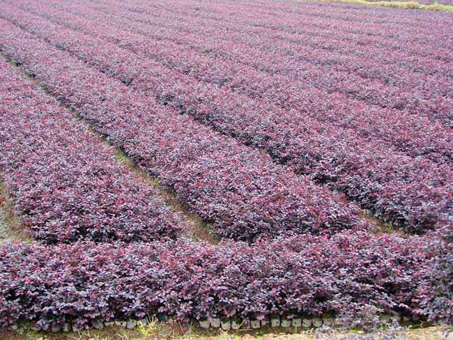 <a href='http:///dibeiguanmu/9770.html' target='_blank'>紅花繼木</a>