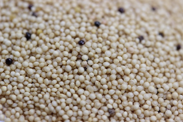 籽粒莧<a href='http:///' target='_blank'>種子</a>