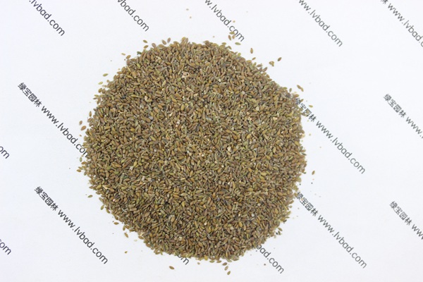 <a href='http:///mucaozhongzi/14650.html' target='_blank'>沙蒿</a><a href='http:///' target='_blank'>種子</a>
