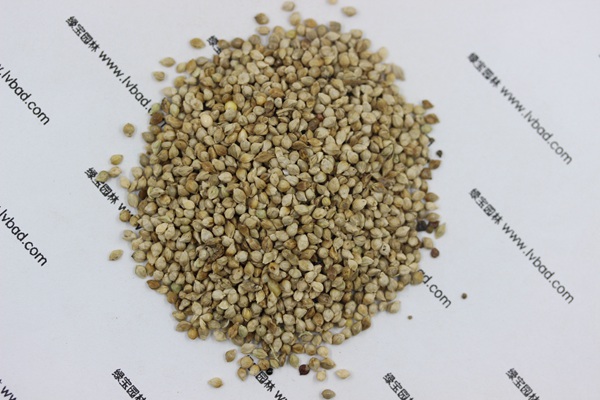 <a href='http:///mucaozhongzi/14651.html' target='_blank'>小米草</a>