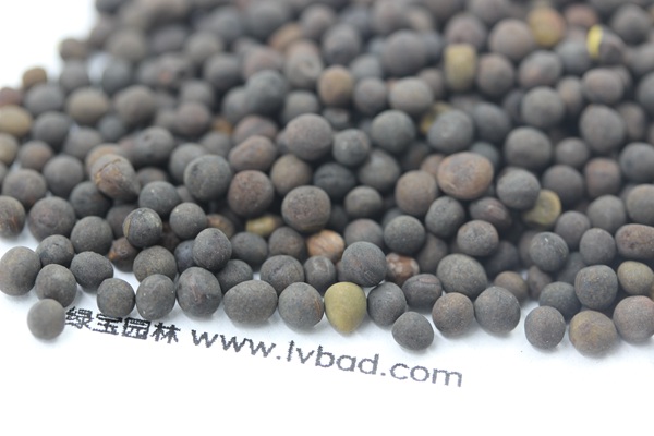 <a href='http:///mucaozhongzi/6.html' target='_blank'>紫花苕種子</a>