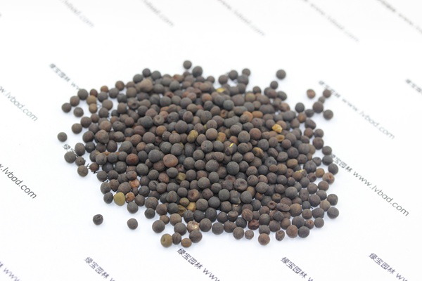 紫花苕<a href='http:///' target='_blank'>種子</a>