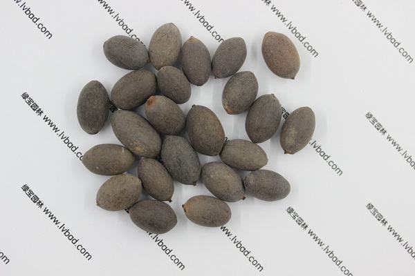 <a href='http:///caohuazhongzi/1059.html' target='_blank'>荷花</a><a href='http:///' target='_blank'>種子</a>