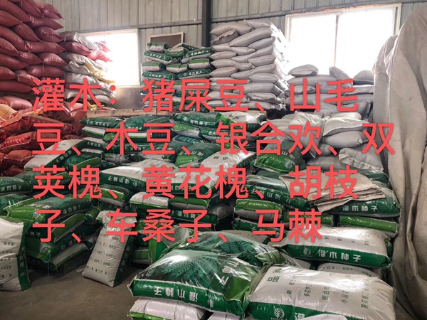 <a href='http:///linmuzhongzi/16015.html' target='_blank'>刺槐種子</a>