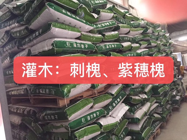 <a href='http:///linmuzhongzi/16015.html' target='_blank'>刺槐</a><a href='http:///' target='_blank'>種子</a>