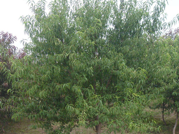 <a href='http:///guoshuzhongzi/2185.html' target='_blank'>山桃種子</a>