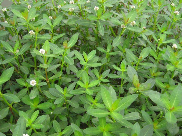 <a href='http:///shuicaozhongzi/1862.html' target='_blank'>水花生</a>