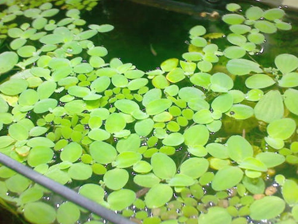 <a href='http:///shuicaozhongzi/1861.html' target='_blank'>水浮萍</a>