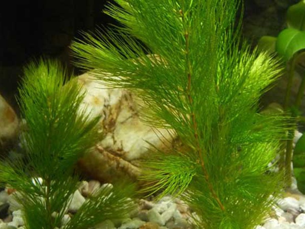 <a href='http:///shuicaozhongzi/1857.html' target='_blank'>金魚(yú)藻種子</a>