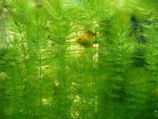 金魚(yú)藻<a href='http:///' target='_blank'>種子</a>
