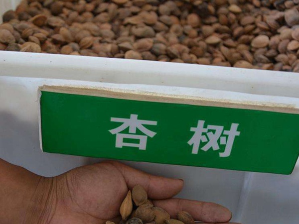 <a href='http:///guoshuzhongzi/2123.html' target='_blank'>杏樹</a><a href='http:///' target='_blank'>種子</a>