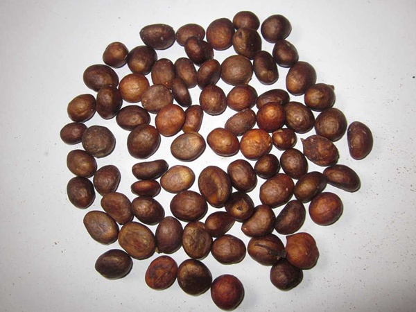 <a href='http:///guoshuzhongzi/1886.html' target='_blank'>枇杷種子</a>