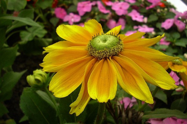 <a href='http:///caohuazhongzi/16049.html' target='_blank'>金光菊</a>