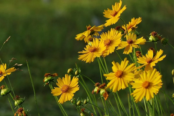 <a href='http:///caohuazhongzi/16049.html' target='_blank'>金光菊</a>