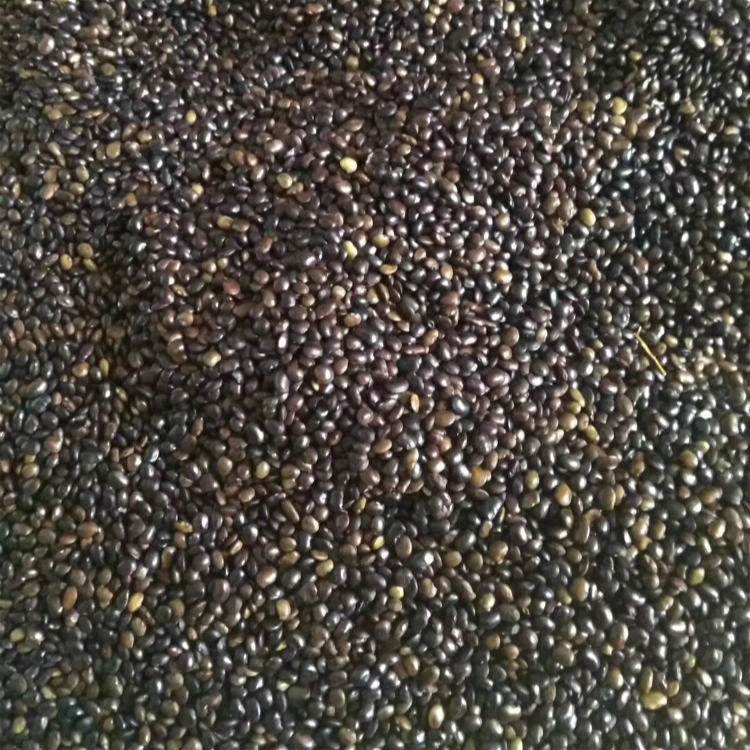 <a href='http:///linmuzhongzi/1841.html' target='_blank'>國槐種子</a>槐樹籽