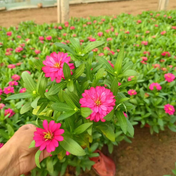 <a href='http:///caohuazhongzi/1020.html' target='_blank'>百日草</a>