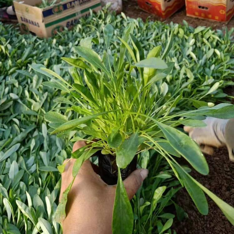 <a href='http:///caohuazhongzi/1568.html' target='_blank'>金雞菊</a>