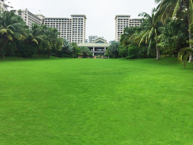 百慕大草坪在園林的應(yīng)用花園
