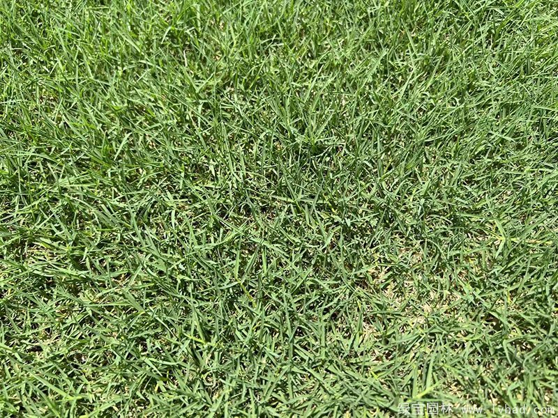 百慕大草坪
