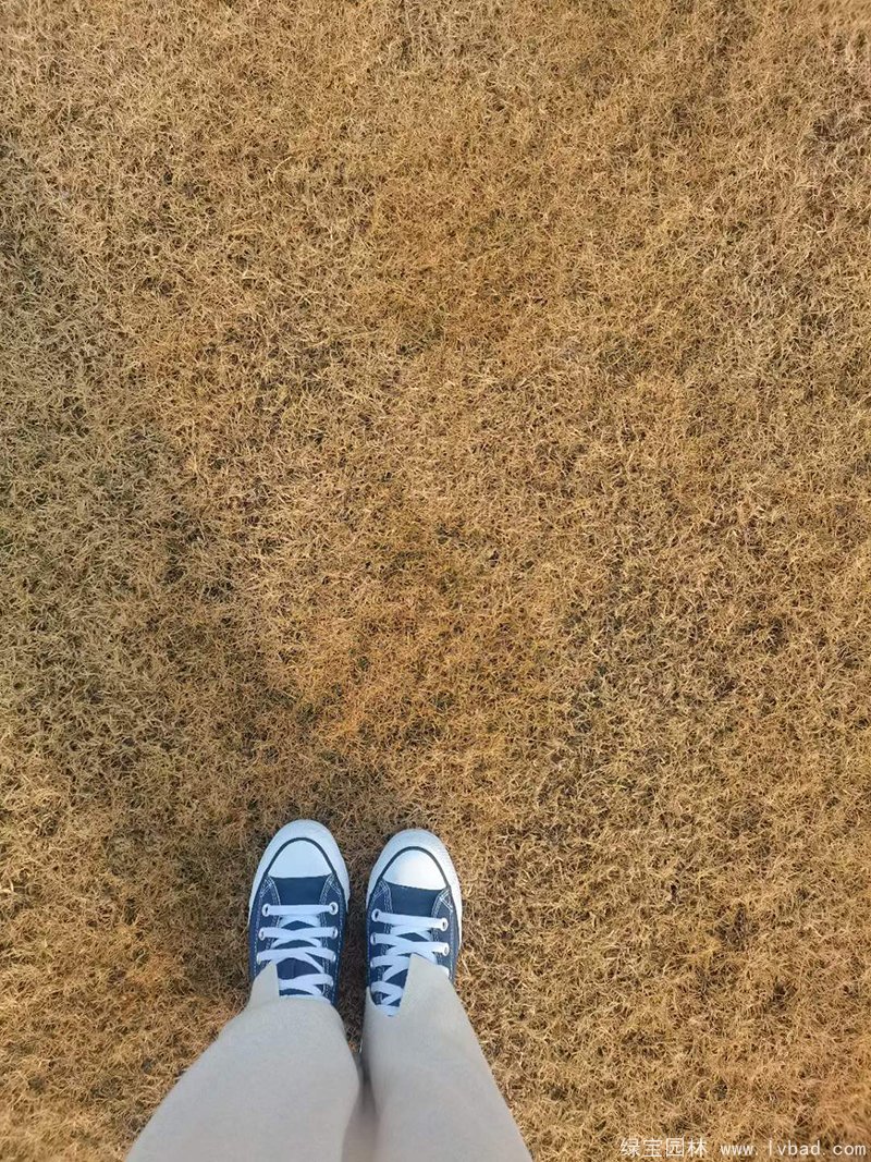 冬季的百慕大草坪休眠枯黃期