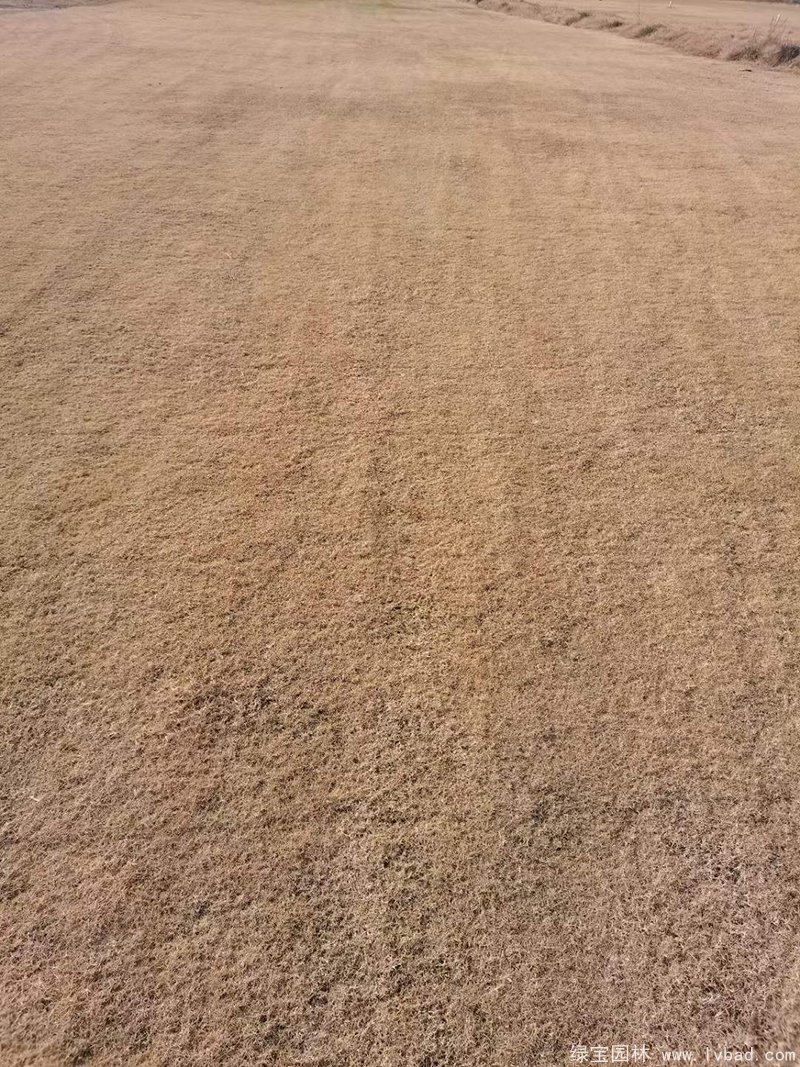 冬季的百慕大草坪休眠枯黃期