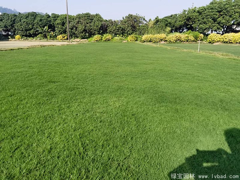 百慕大草坪