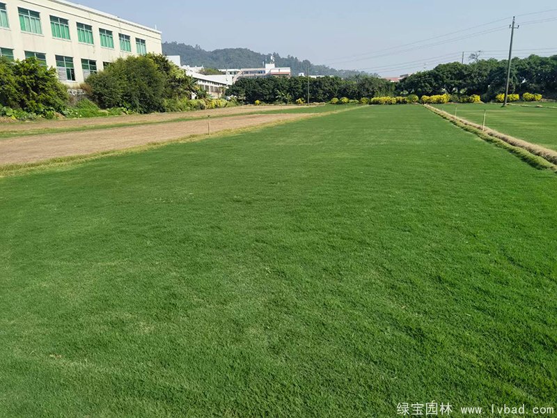 百慕大草坪
