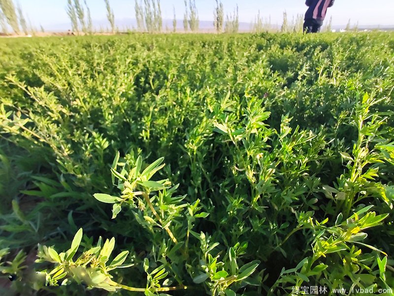 紫花苜蓿種植農(nóng)場