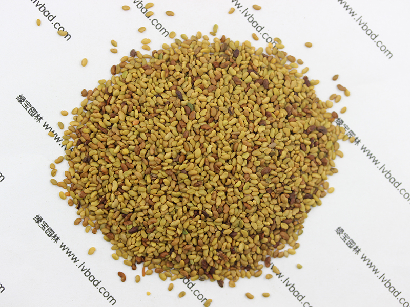 紫花<a href='http:///mucaozhongzi/5.html' target='_blank'>苜蓿</a><a href='http:///' target='_blank'>種子</a>