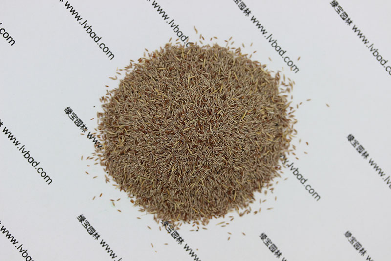 <a href='http:///caopingzhongzi/1670.html' target='_blank'>剪股穎種子</a>