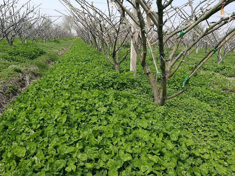 白三葉在果園果樹(shù)下種植
