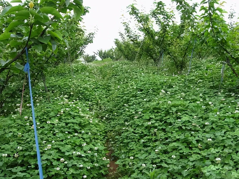 白三葉在果園果樹(shù)下種植